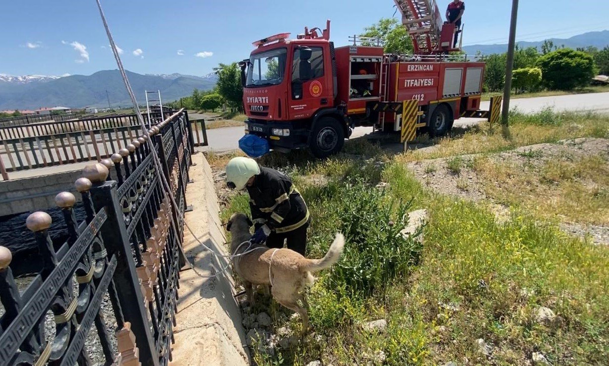 Dere yatağına düşen köpeği itfaiye kurtardı