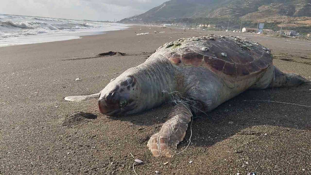Hatay’da sahilde ölü caretta caretta bulundu