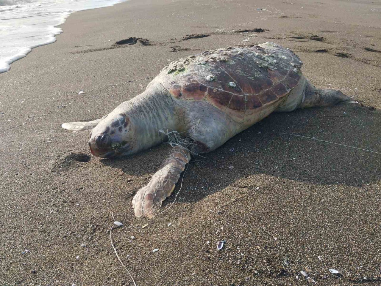 Hatay’da sahilde ölü caretta caretta bulundu
