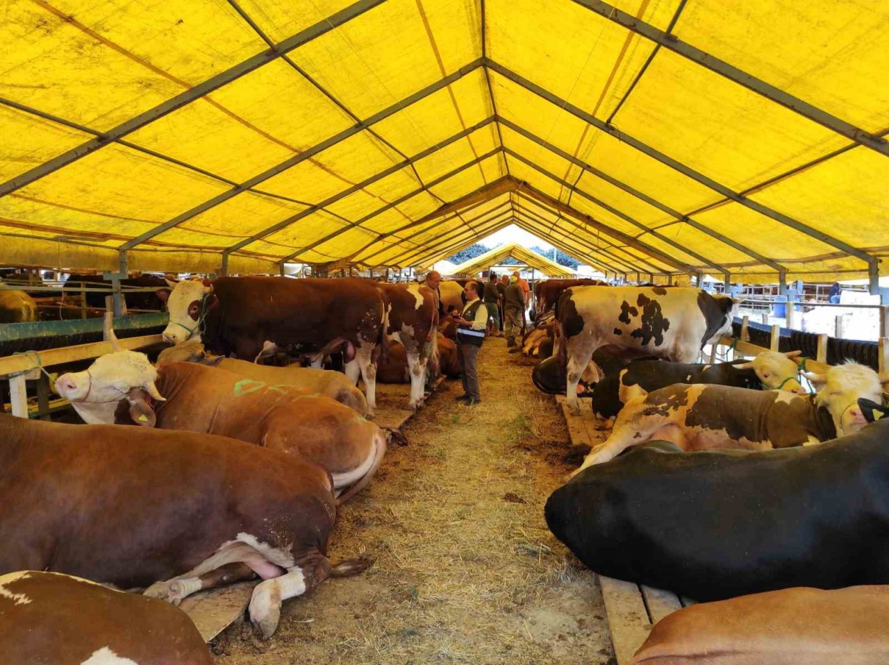 Vekaletle kurban kesme kolaylığı