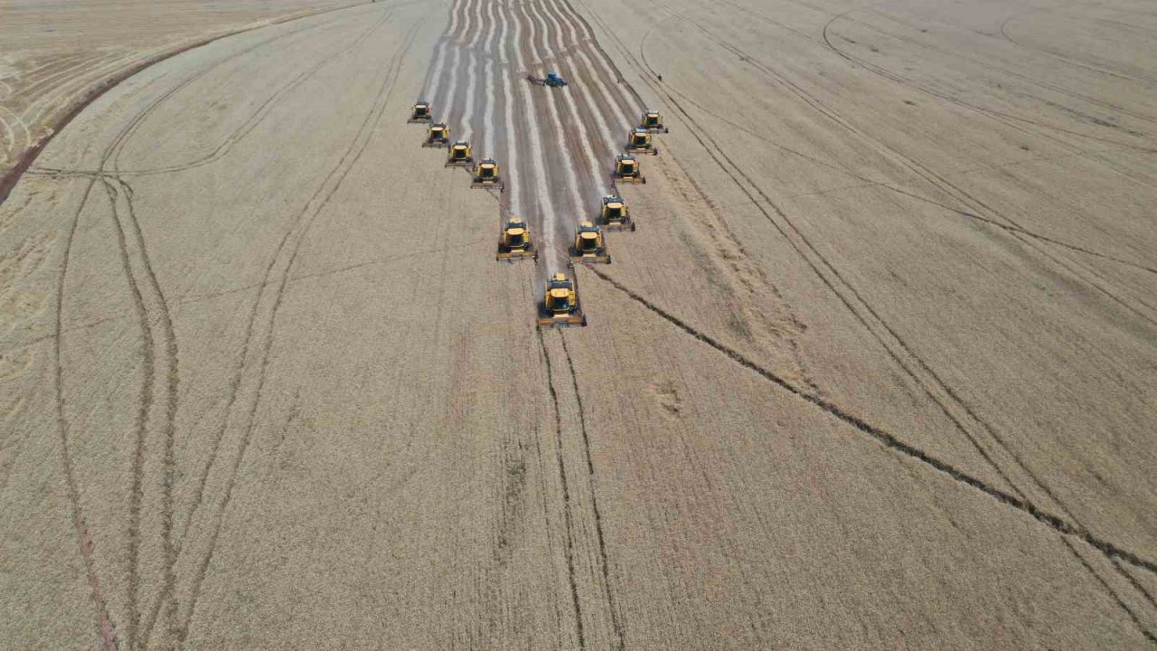 Türkiye’nin tahıl ambarında bu yıl 200 bin ton buğday hasadı bekleniyor