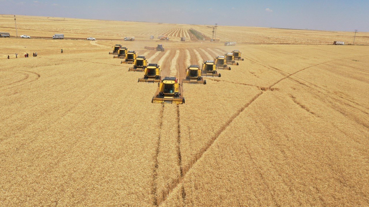 Türkiye’nin tahıl ambarında bu yıl 200 bin ton buğday hasadı bekleniyor