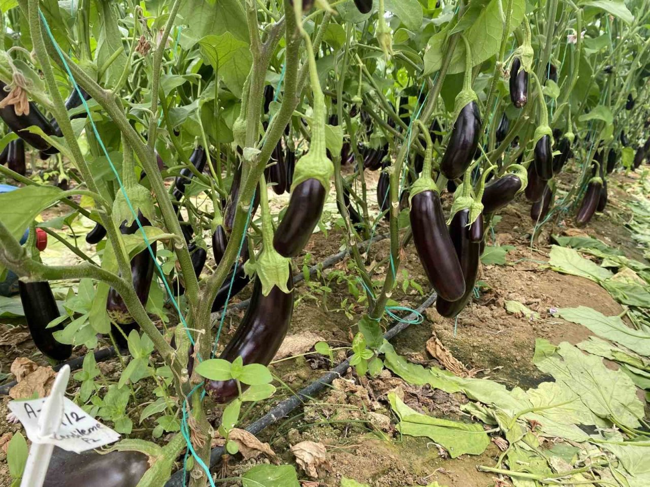 7 türde 50 çeşit tohumu 16 ülkeye ihraç ediyor