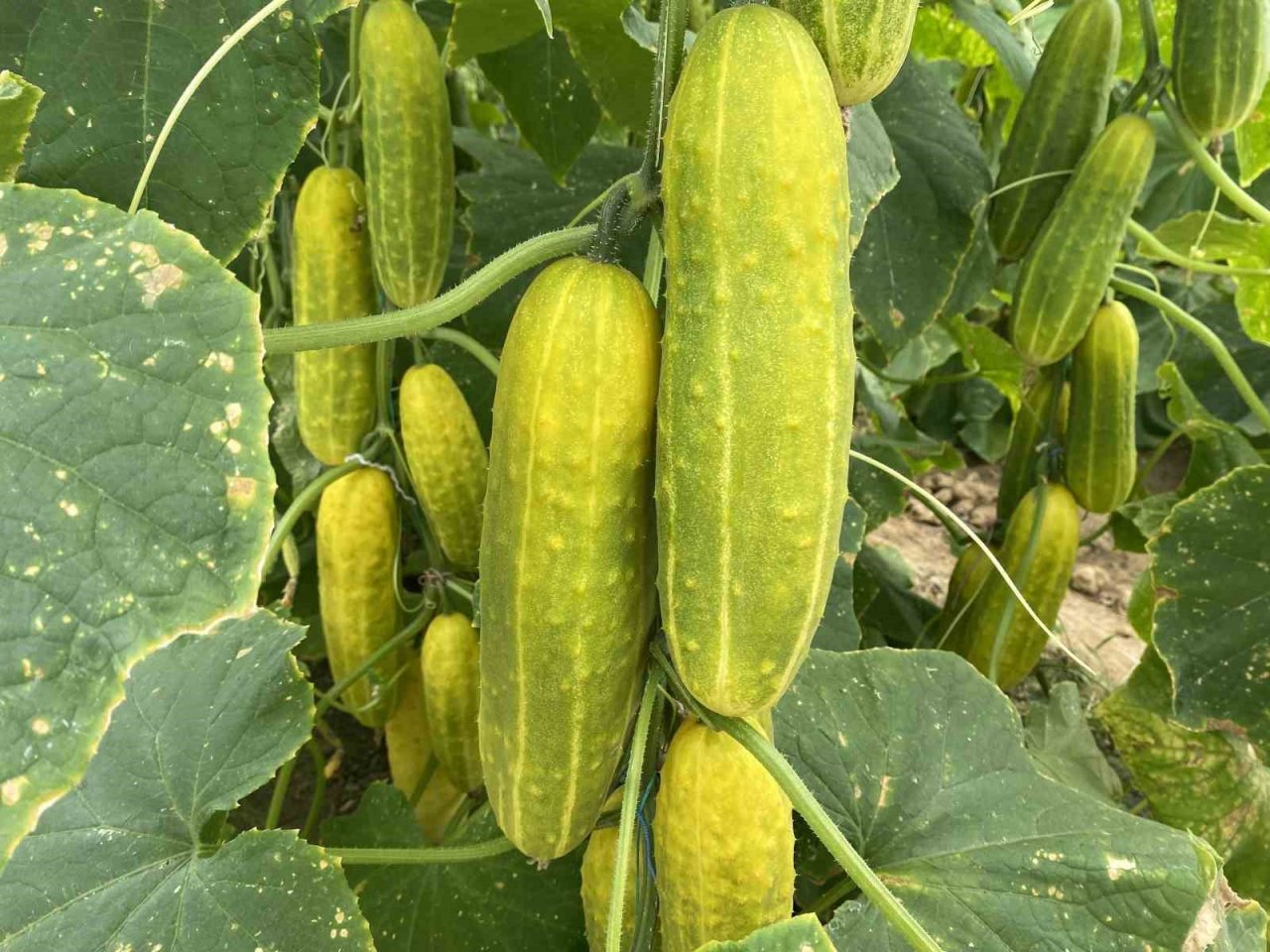 7 türde 50 çeşit tohumu 16 ülkeye ihraç ediyor