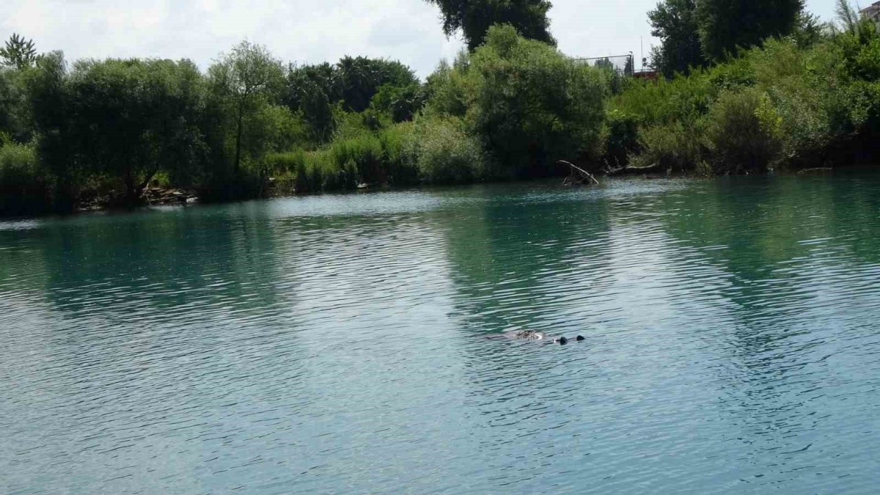 Manavgat Irmağı’nda sürüklenen kadın cesedi ekipleri harekete geçirdi