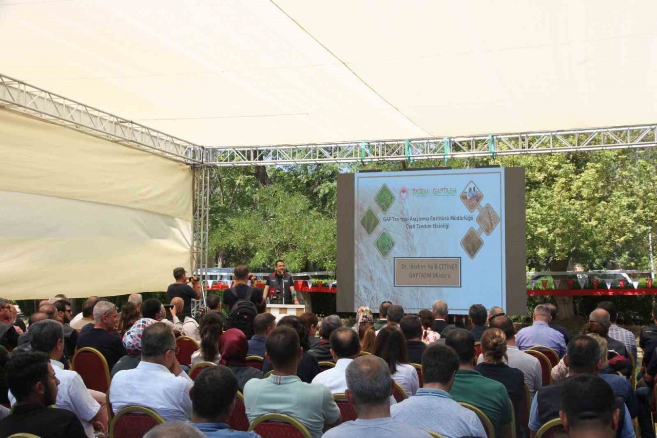 Şanlıurfa’da Türk mühendisler yerli ve milli tohum geliştirdi