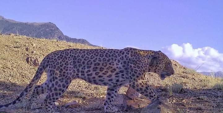 Aydın’da kurulu 100’ün üzerinde fotokapanla Anadolu Parsı aranıyor