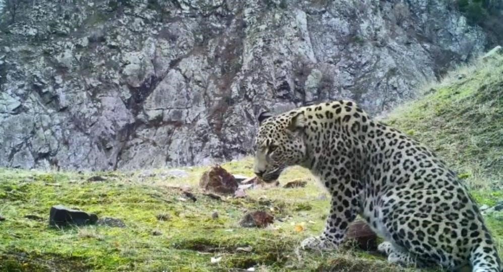 Aydın’da kurulu 100’ün üzerinde fotokapanla Anadolu Parsı aranıyor