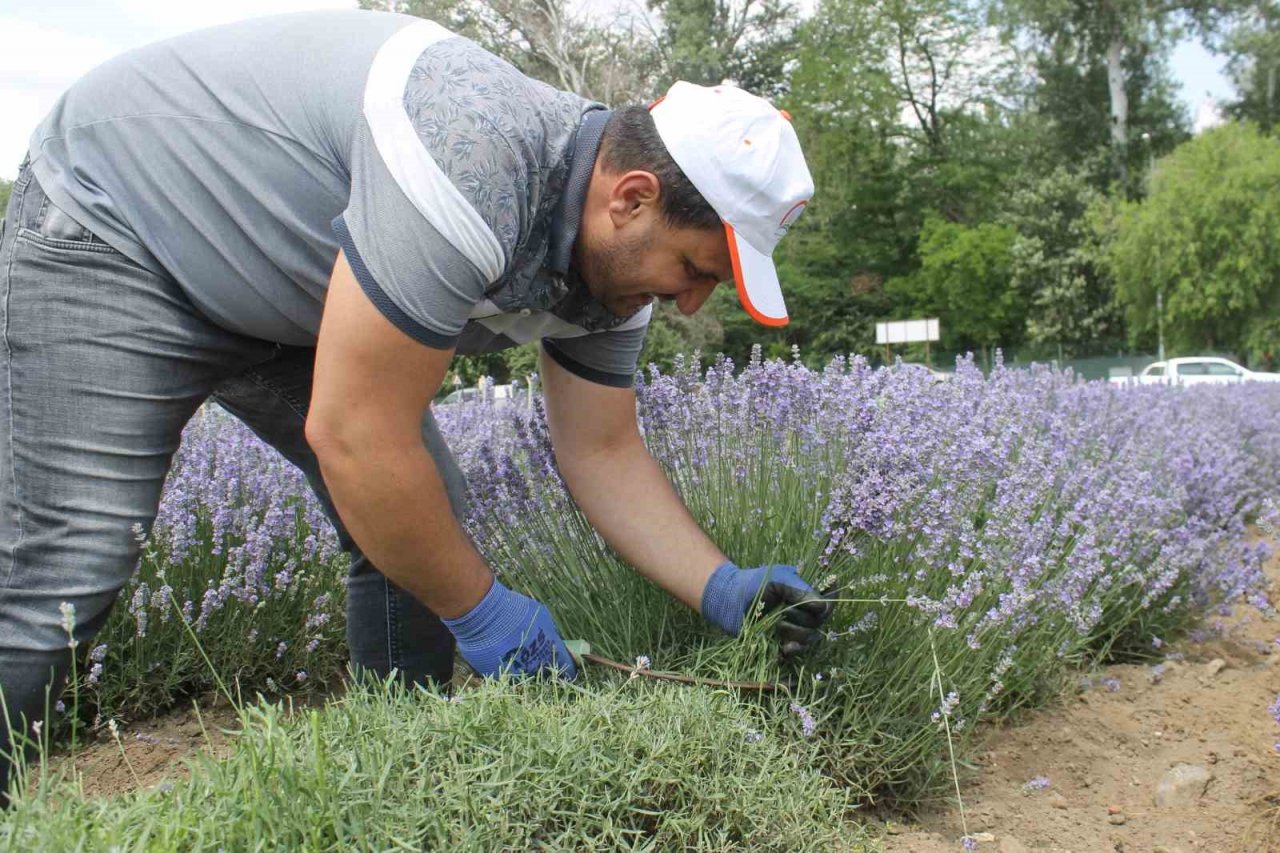 Hasadı başlayan lavanta yağının kilosu bin 300 liradan satılıyor