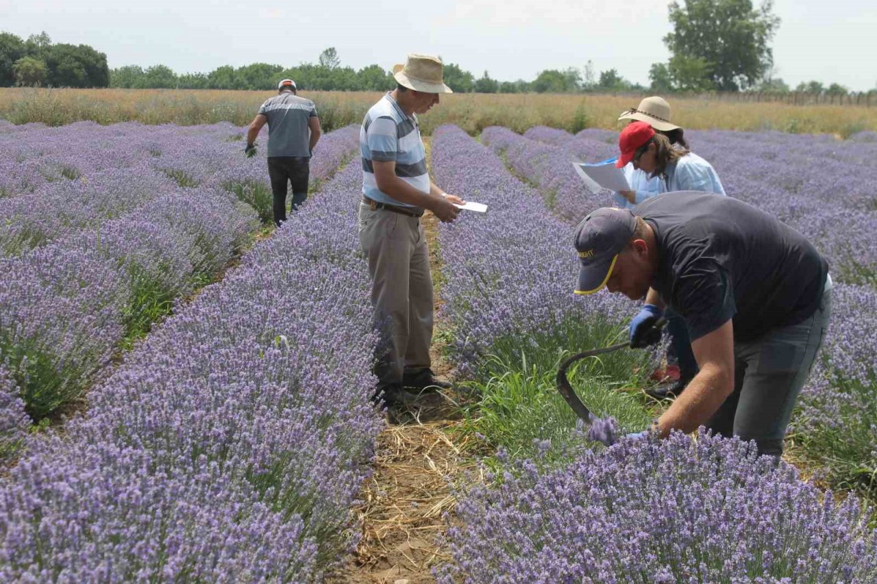 Hasadı başlayan lavanta yağının kilosu bin 300 liradan satılıyor