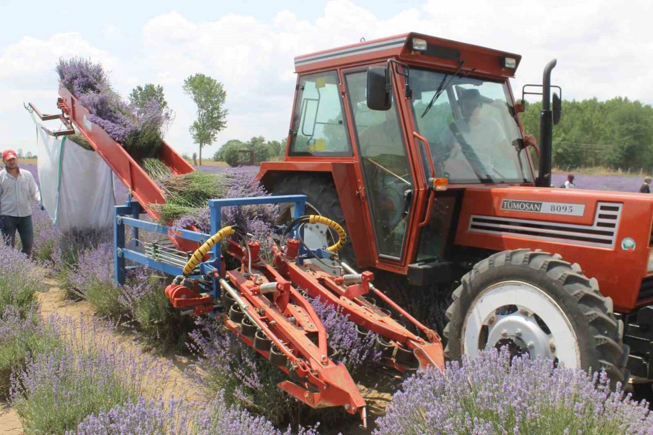Hasadı başlayan lavanta yağının kilosu bin 300 liradan satılıyor