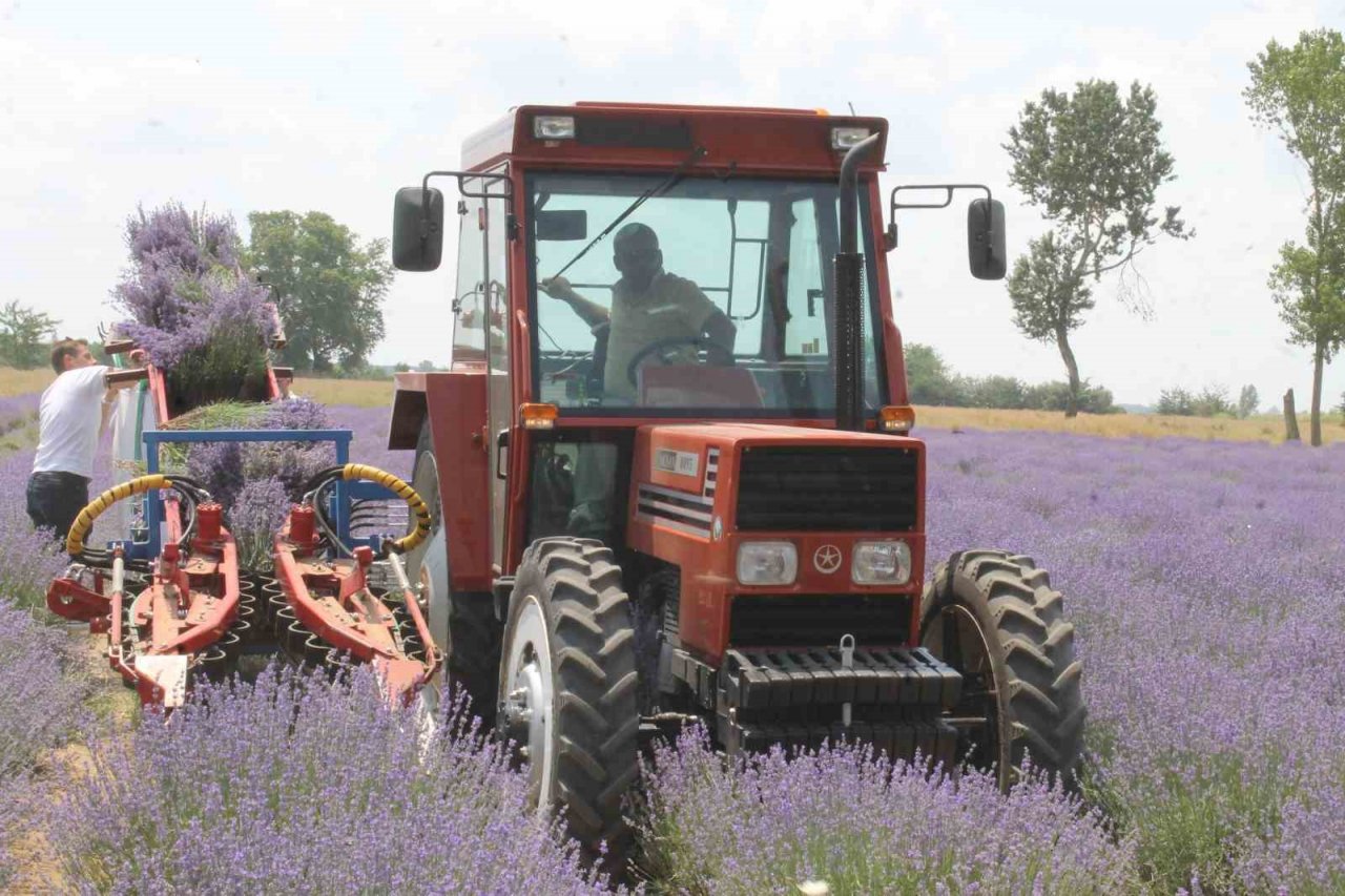 Hasadı başlayan lavanta yağının kilosu bin 300 liradan satılıyor