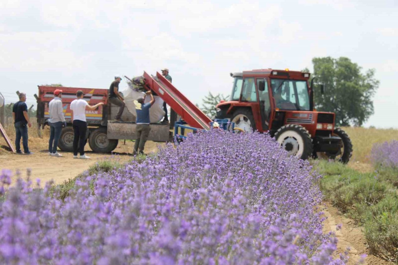Hasadı başlayan lavanta yağının kilosu bin 300 liradan satılıyor