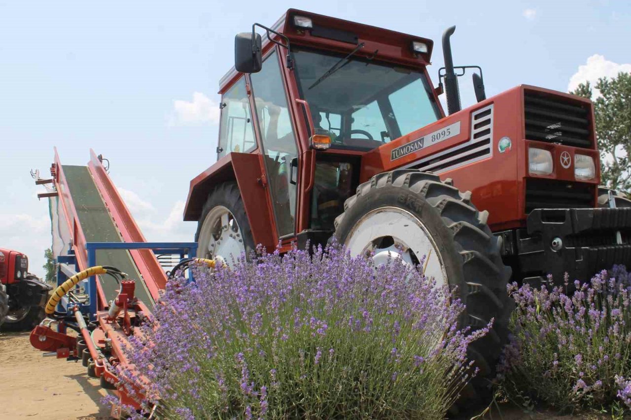 Hasadı başlayan lavanta yağının kilosu bin 300 liradan satılıyor