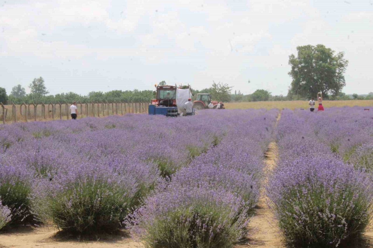 Hasadı başlayan lavanta yağının kilosu bin 300 liradan satılıyor