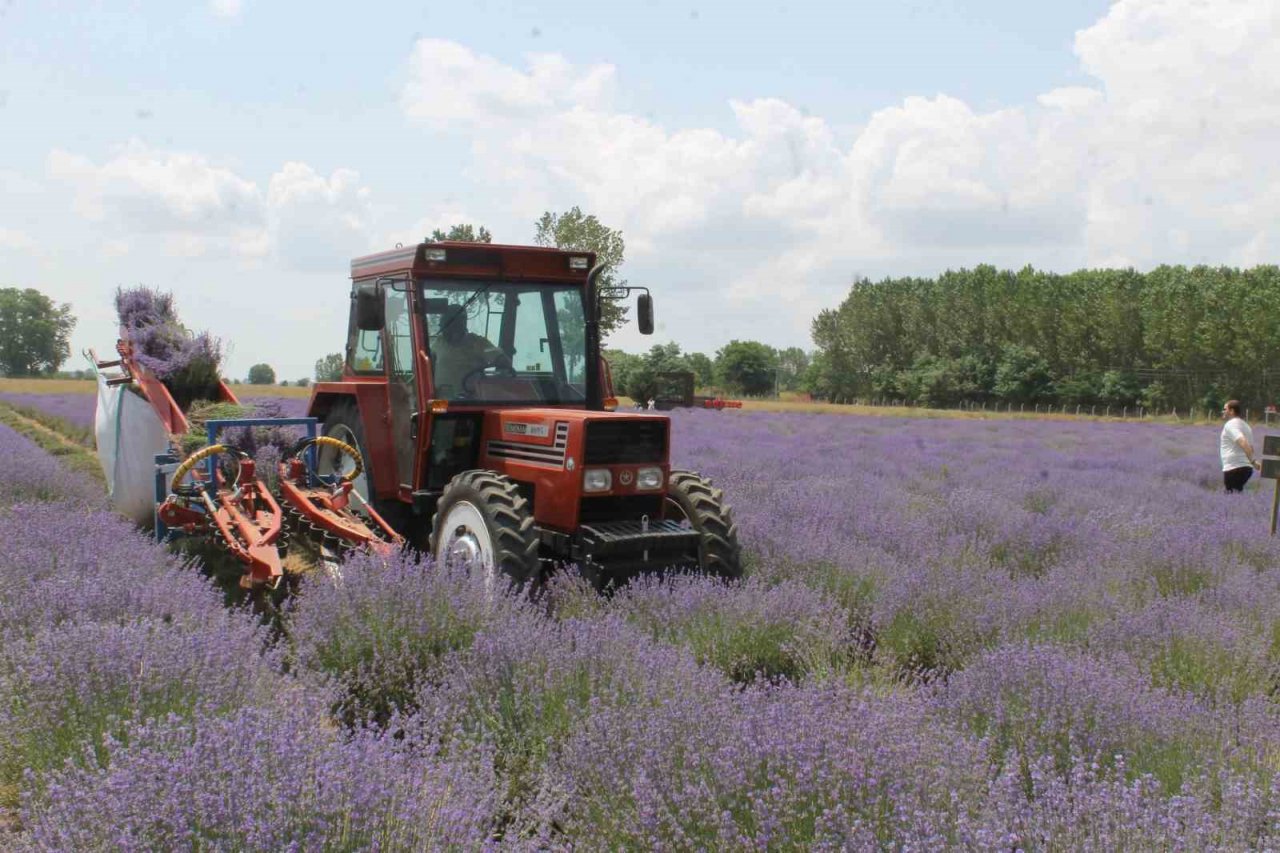 Hasadı başlayan lavanta yağının kilosu bin 300 liradan satılıyor