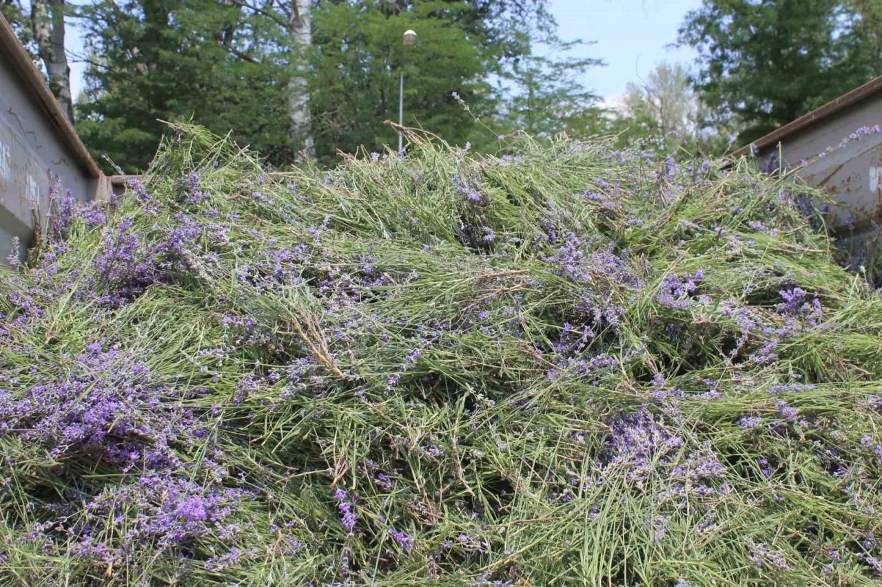 Hasadı başlayan lavanta yağının kilosu bin 300 liradan satılıyor