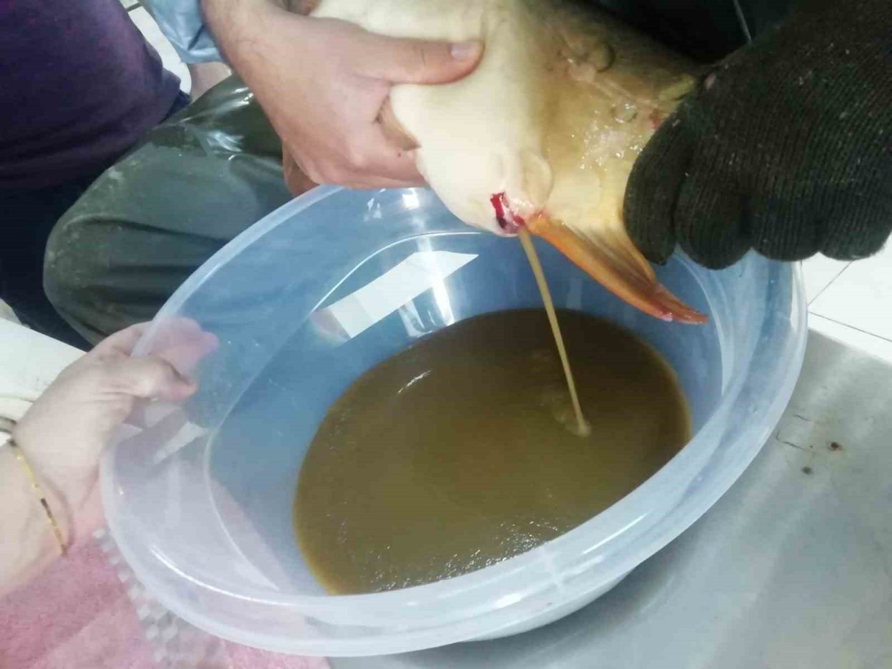 Elazığ’da balık üretim çalışmaları sürüyor