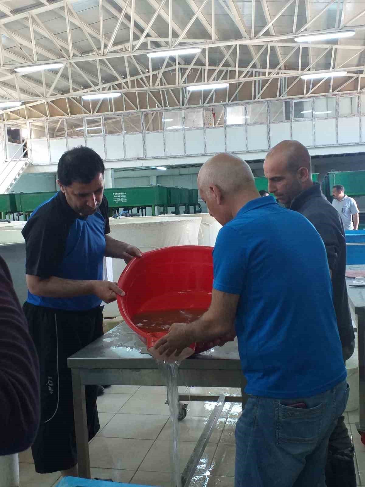 Elazığ’da balık üretim çalışmaları sürüyor