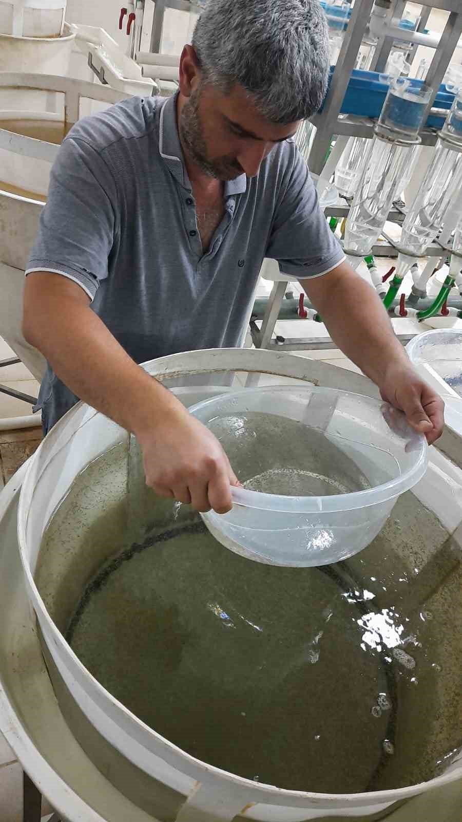 Elazığ’da balık üretim çalışmaları sürüyor