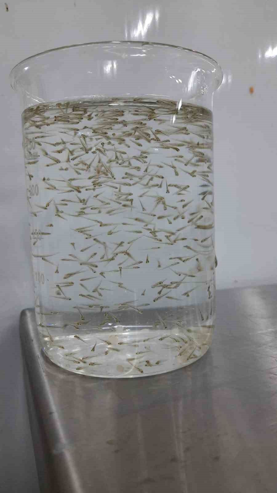 Elazığ’da balık üretim çalışmaları sürüyor