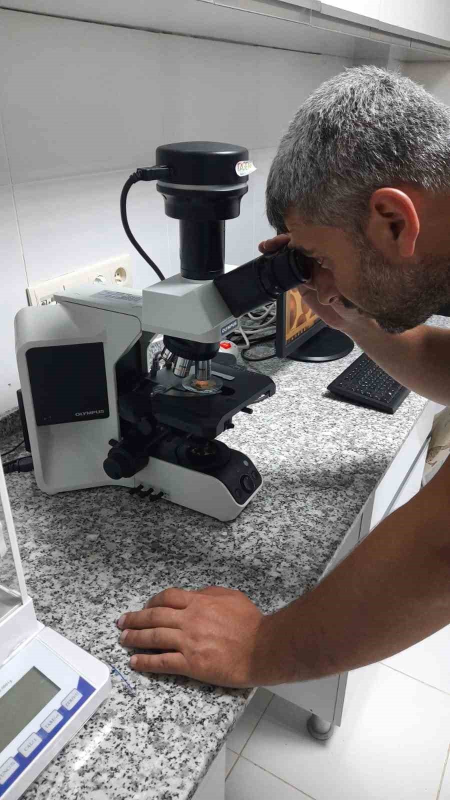 Elazığ’da balık üretim çalışmaları sürüyor