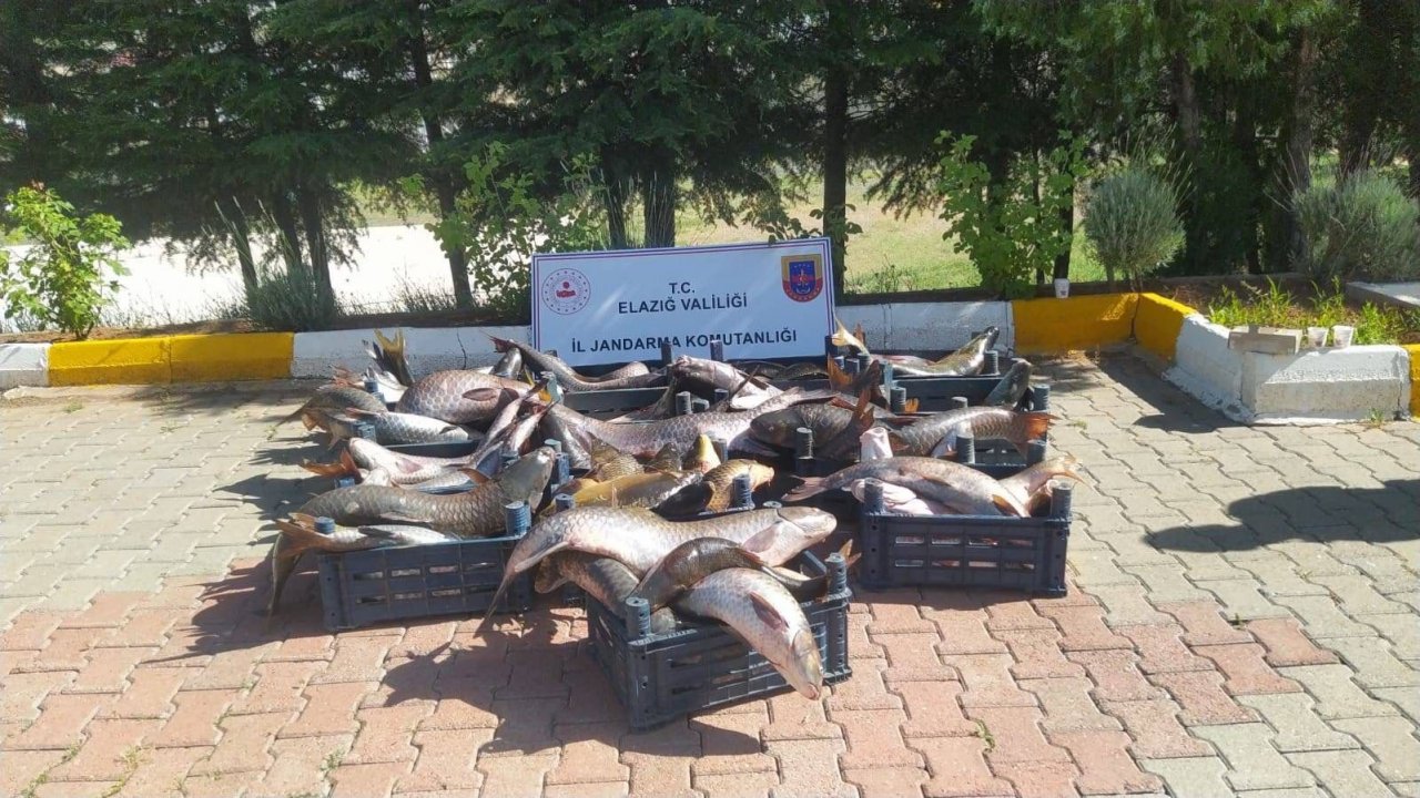 Elazığ’da 6,5 ton kaçak avlanmış balık ele geçirildi