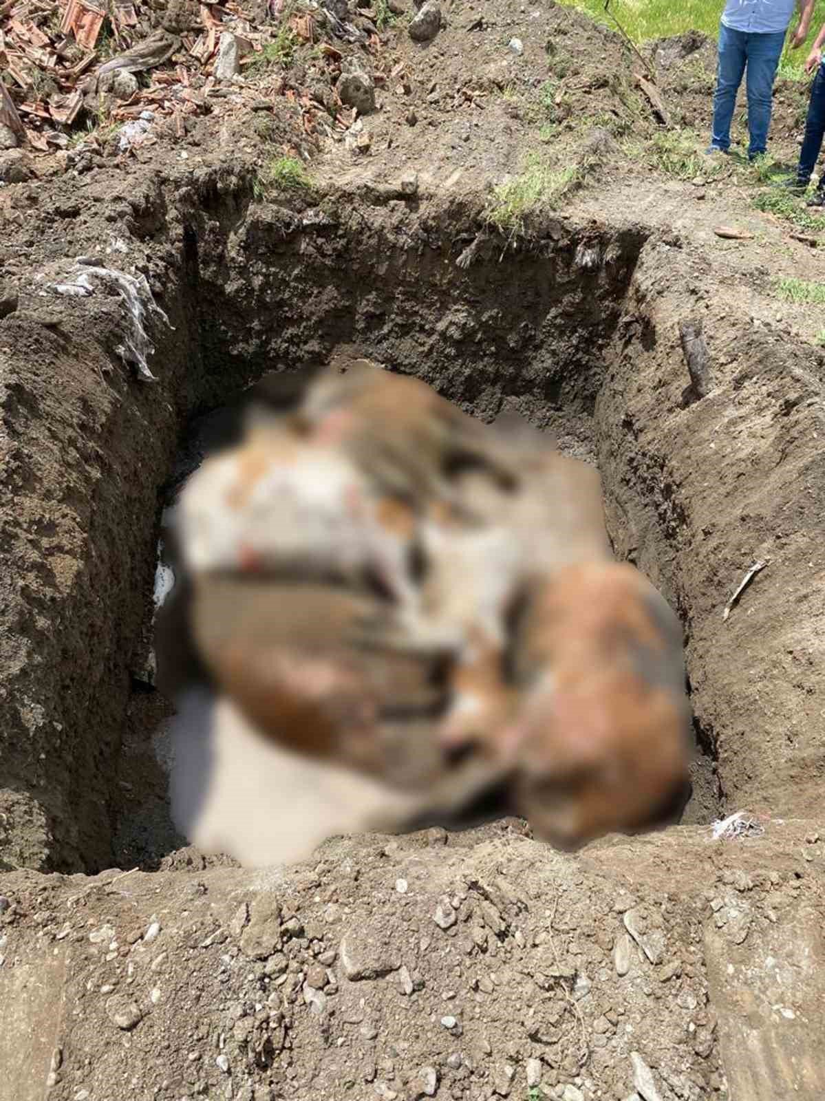Erzincan’da çıkan yangında 5 büyükbaş hayvan telef oldu