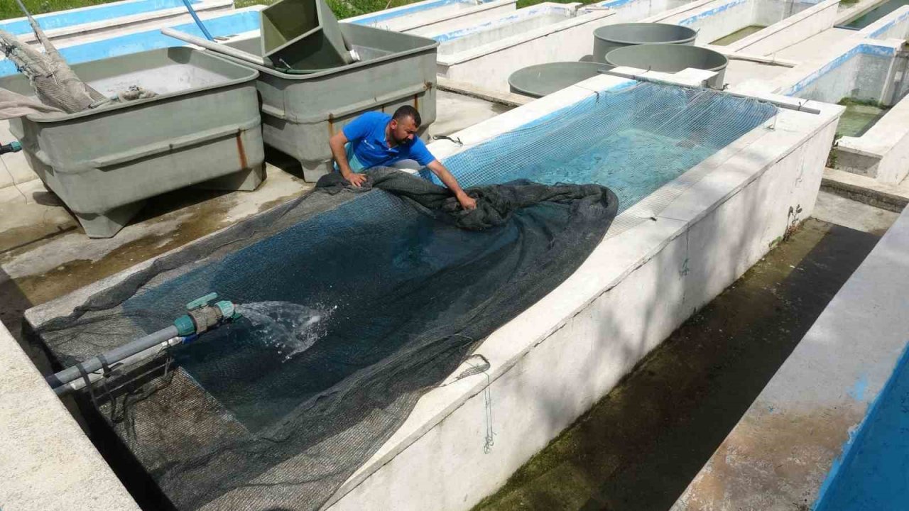 Bu araştırma denizi olmayan kenti alabalık yetiştiriciliğinde dünya birincisi yapacak
