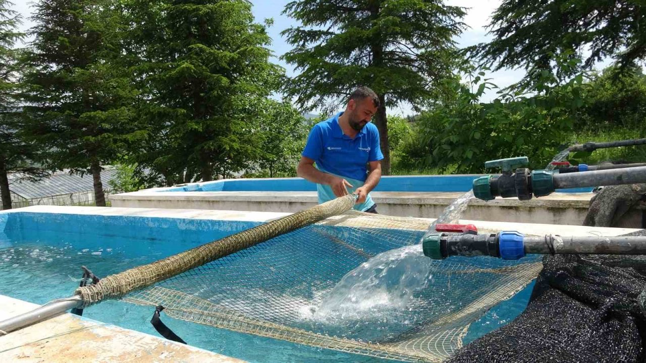 Bu araştırma denizi olmayan kenti alabalık yetiştiriciliğinde dünya birincisi yapacak