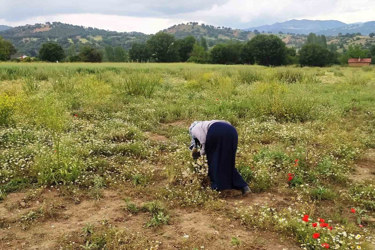 Hisarcık’ta papatya köylülerin geçim kaynağı haline geldi