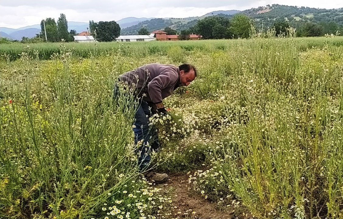 Hisarcık’ta papatya köylülerin geçim kaynağı haline geldi