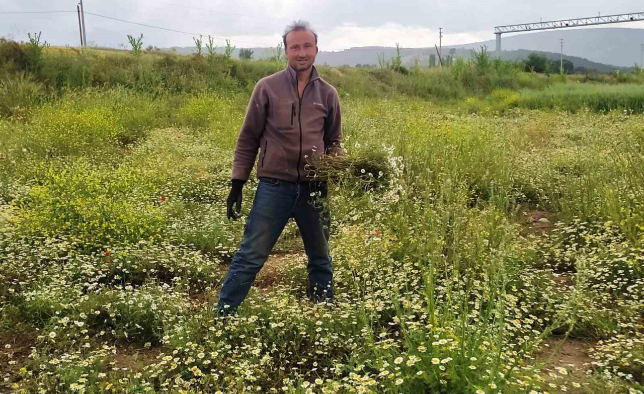 Hisarcık’ta papatya köylülerin geçim kaynağı haline geldi