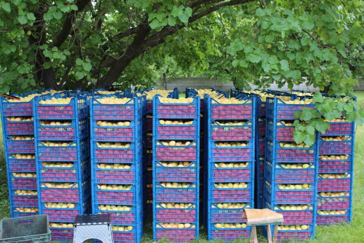 Iğdır’ın sarı altını olan kayısının hasadı başladı