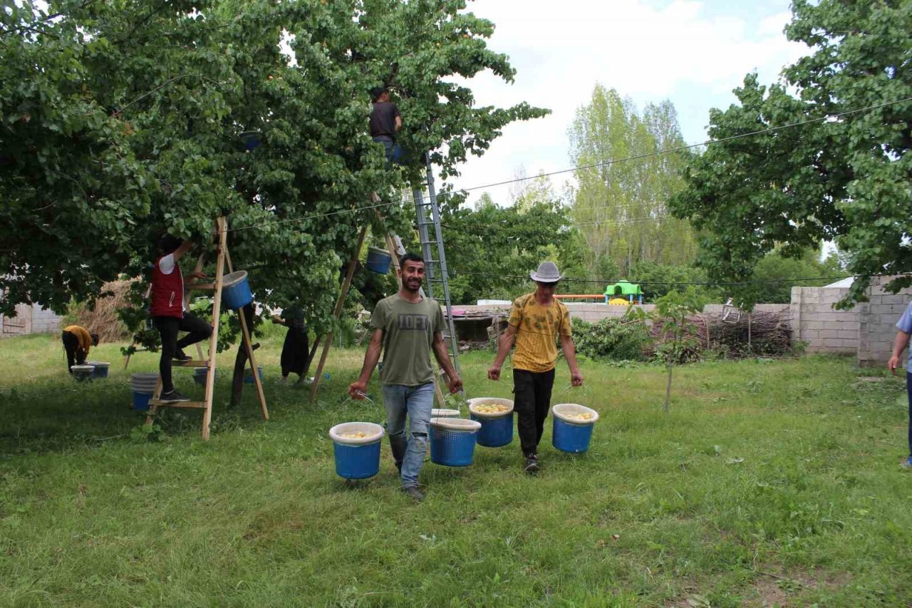 Iğdır’ın sarı altını olan kayısının hasadı başladı