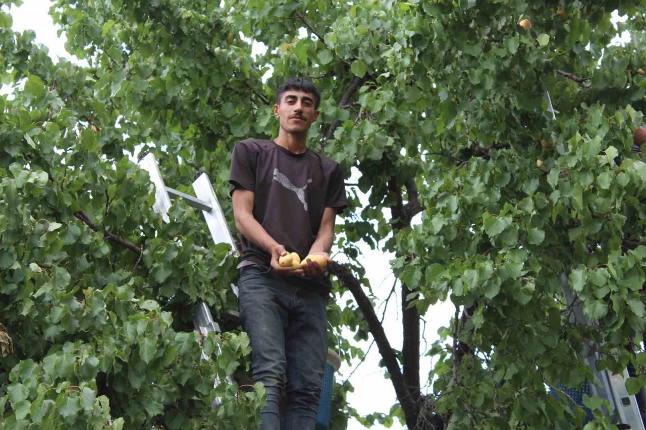 Iğdır’ın sarı altını olan kayısının hasadı başladı