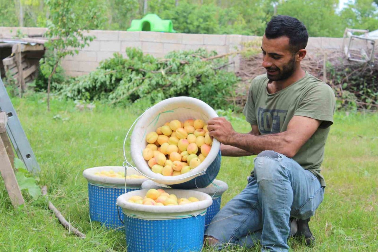 Iğdır’ın sarı altını olan kayısının hasadı başladı