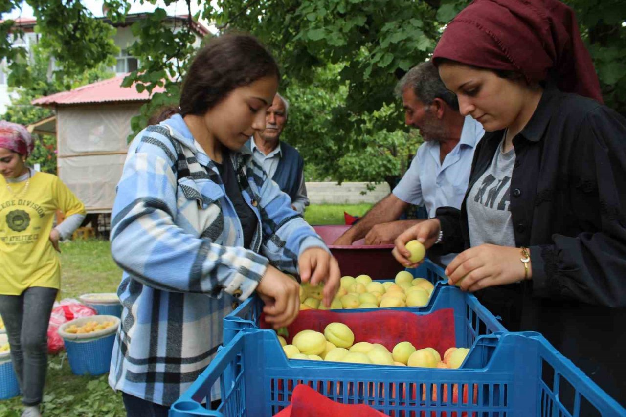 Iğdır’ın sarı altını olan kayısının hasadı başladı
