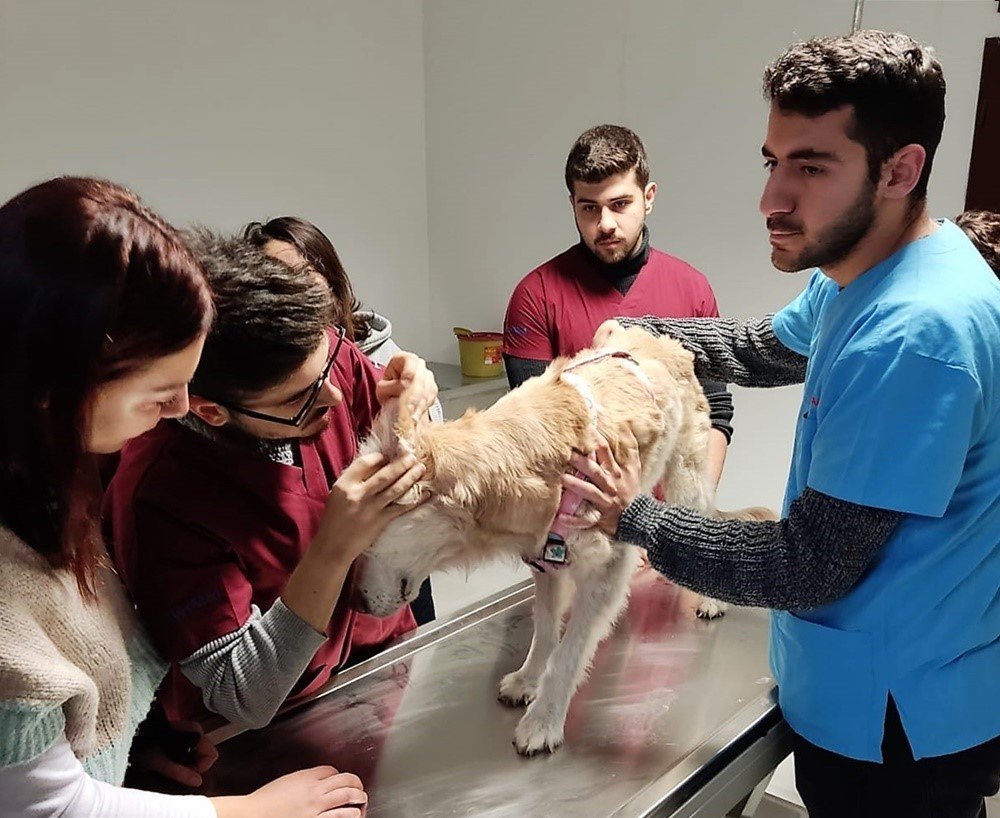 Kastamonu’da hayvan hastanesi, hizmet vermeye başladı