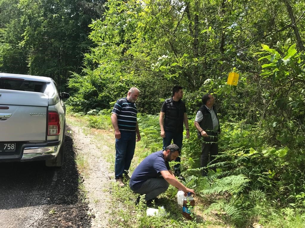 Zararlı böceklere karşı ormanlara “feromon tuzağı” kuruluyor