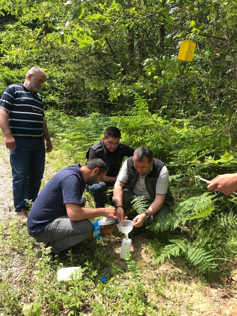 Zararlı böceklere karşı ormanlara “feromon tuzağı” kuruluyor