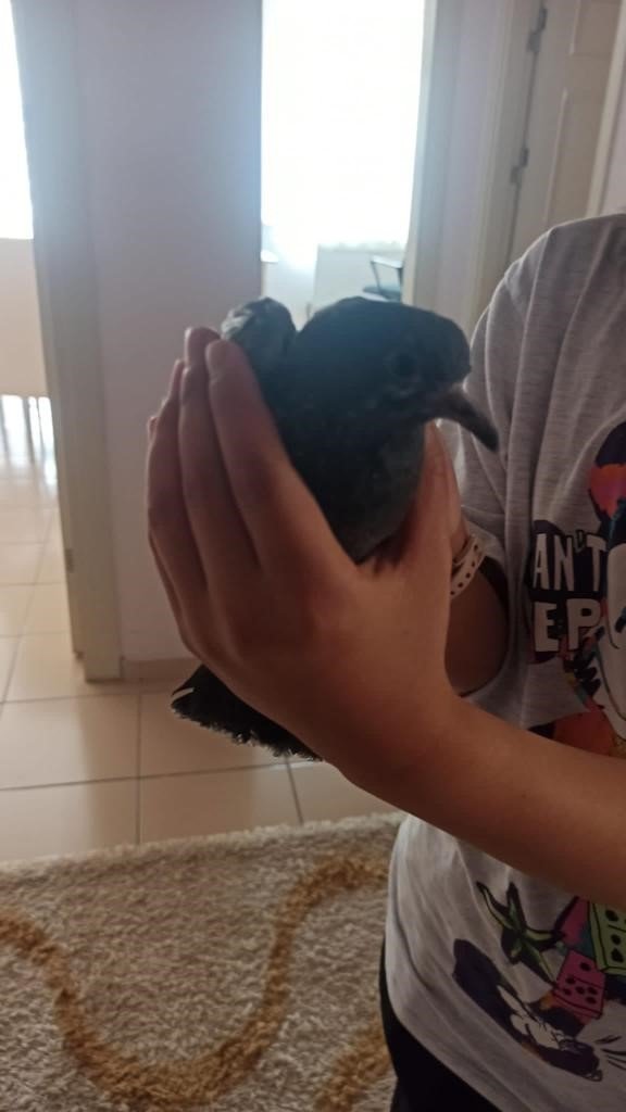 İtfaiyeden 1 saatlik güvercin kurtarma operasyonu