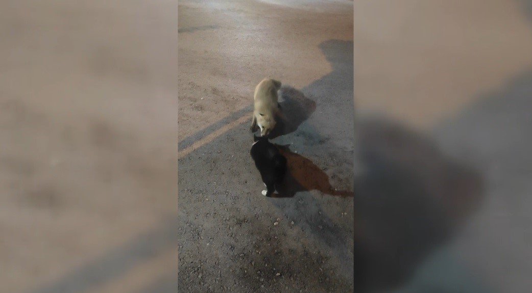 Kediyle tilkinin yemek mücadelesi yüzlerde tebessüm oluşturdu