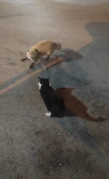 Kediyle tilkinin yemek mücadelesi yüzlerde tebessüm oluşturdu