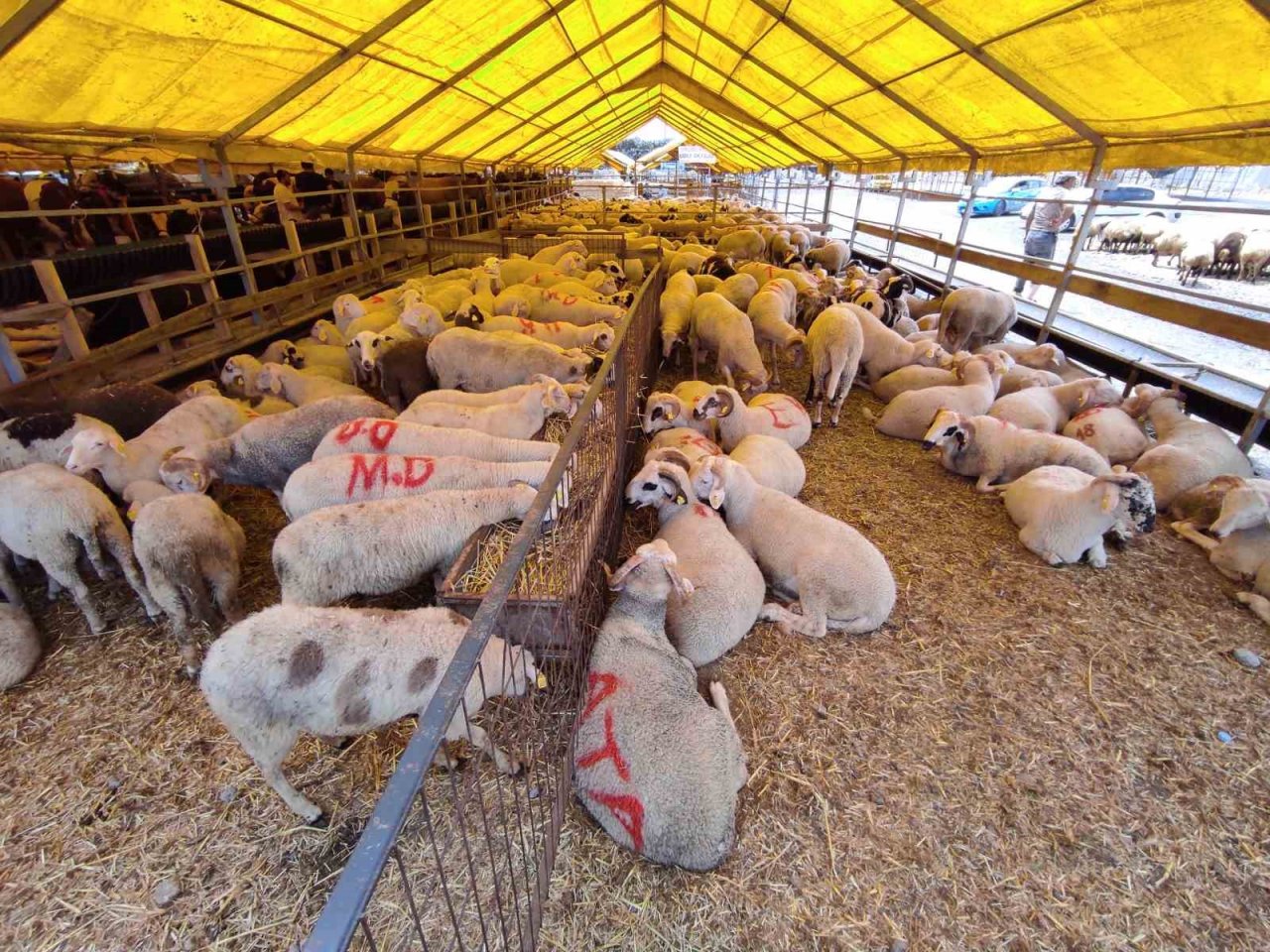 Kurban pazarlarındaki büyükbaşların yüzde 80’i satıldı