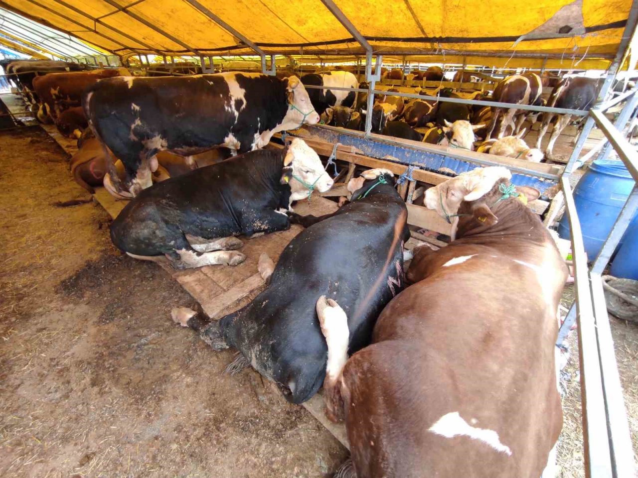 Kurban pazarlarındaki büyükbaşların yüzde 80’i satıldı