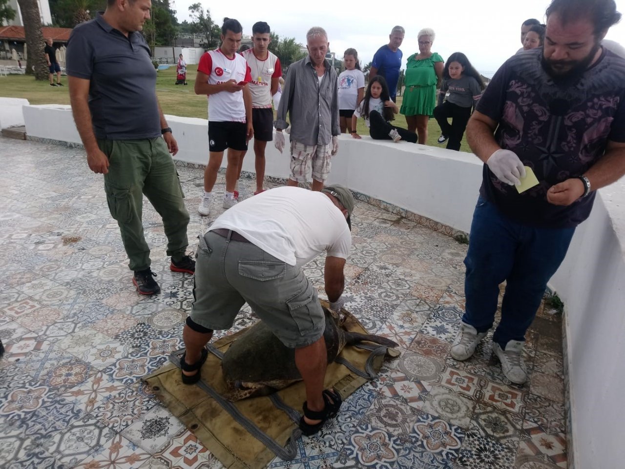 Kuşadası’nda caretta caretta cinsi deniz kaplumbağası kıyıya vurdu