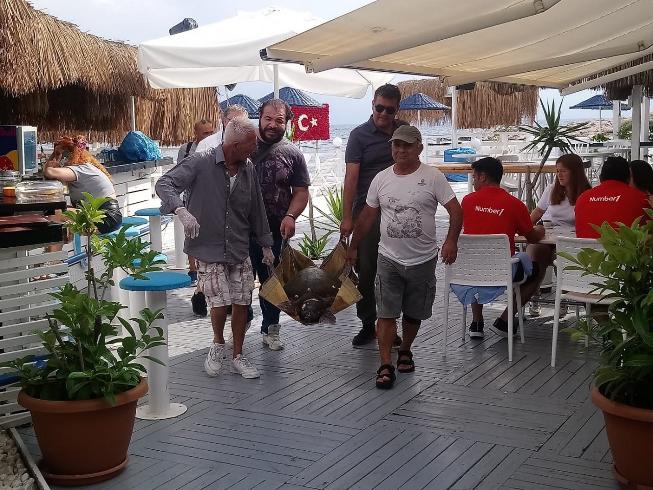 Kuşadası’nda caretta caretta cinsi deniz kaplumbağası kıyıya vurdu