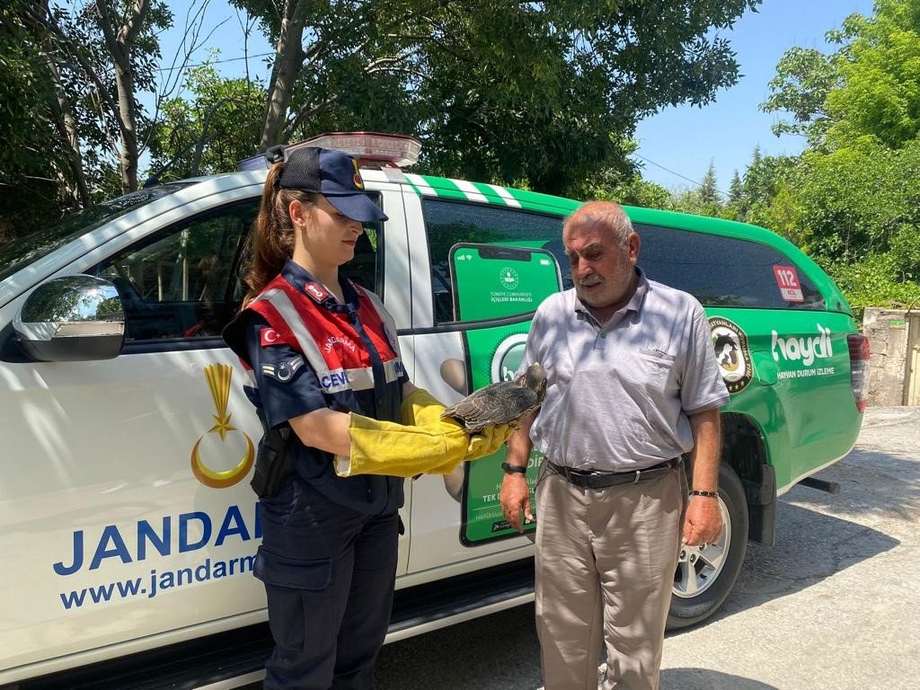 Malatya’da yaralı bulunan doğan tedavi altına alındı