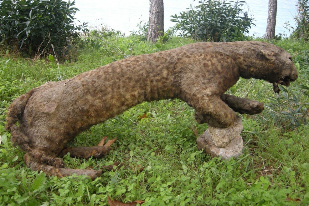 Aydın’da kurulu 100’ün üzerinde fotokapanla Anadolu Parsı aranıyor